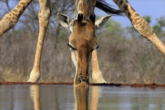 Southern giraffe (Giraffa camelopardalis giraffa), adult, portrait, drinking, at the water, Kruger