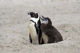 African penguin (Spheniscus demersus), adult with young, at the nest, begging for food, Boulders