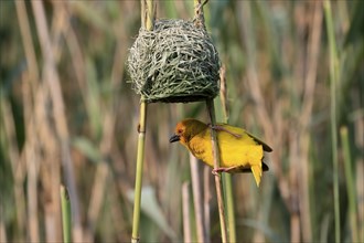 Eastern golden weaver (Ploceus subaureus), adult, male, at nest, Saint Lucia Estuary, Isimangaliso