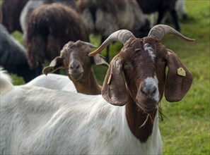 Stable for Heidschnucken sheep, in the Lüneburg Heath nature reserve, Lower Saxony, Germany, Europe