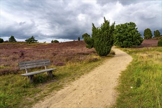 Flowering heath, heather and juniper bushes, near Wilseder Berg, in the Lüneburg Heath nature