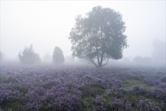 Heath landscape, flowering heather (Calluna vulgaris), birch (Betula), morning mist, Lüneburg