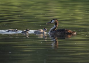 Great crested grebe (Podiceps scalloped ribbonfish) with three young birds swimming on a pond,