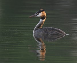 Great Crested Grebe (Podiceps Scalloped ribbonfish) swimming on a pond, Thuringia, Germany, Europe