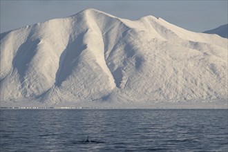 Minke whale (Balaenoptera acutorostrata) with dorsal fin surfacing, snowy mountains, Woodfjord,