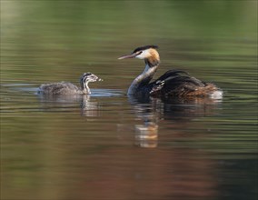 Great crested grebe (Podiceps scalloped ribbonfish) with two young birds swimming on a pond,