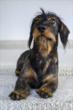 Rough-haired dachshund, male, 3 years old, lying on a carpet and looking up attentively. The black