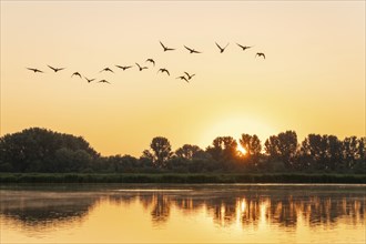 Greylag geese (Anser anser) flying over a pond, sunrise, sun star, warm morning light, trees,