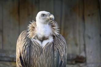 A majestic vulture sits with an attentive gaze, its feathers in shades of brown glowing in the soft