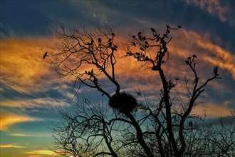 Silhouette of a tree with birds and nests in front of an orange-blue sky at sunset, Basel,