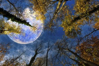 View from the forest upwards into the blue sky, colourful autumn leaves and the planet Mercury,