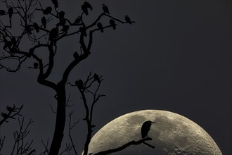 A bird sits on a branch against the background of a partially visible moon at night, Fantasy,