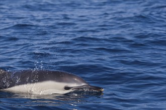 Dolphin, Cantabrian Sea, Basque Country, Spain, Europe