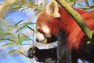 Red panda eating bamboo leaves in the wild, the colours red, black and green dominate, Red panda