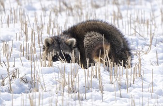 Close Up Racoon in winter snow cold climate