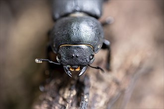 Beetle (Dorcus parallelipipedus) crawling over dead wood, Velbert, North Rhine-Westphalia, Germany,