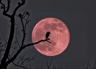 A grey heron (Ardea cinera) sits on a branch in front of a large, conspicuous full moon on a