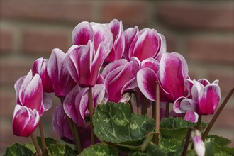 Bright pink flowers blooming in front of an outdoor brick wall, Weseke, Münsterland, Germany,