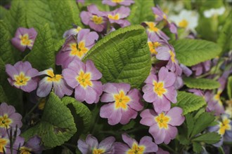 Pink primula, first flowers growing in spring