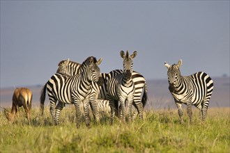 Steppe zebras (Equus quagga) in the Masai Mara, Kenya, Africa