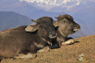 Water buffalo calves resting on a hill in Nepal