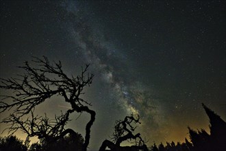 Milky Way over a landscape with silhouetted, gnarled trees in the foreground, Campos, Majorca,