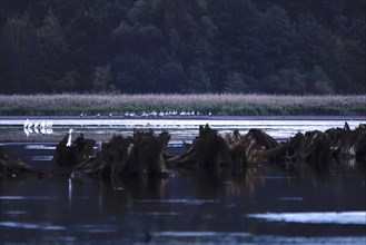 Great White Egret, Upper Lusatian Heath and Pond Landscape, October, Lusatia, Saxony, Germany,