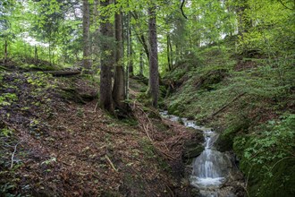 Klammweg, Missen, Oberallgäu, Allgäu, Bavaria, Germany, Europe