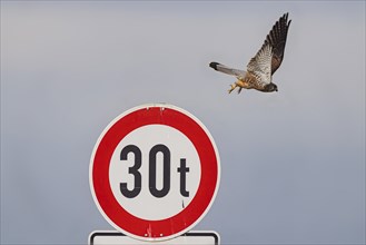 Kestrel (Falco tinnunculus) sitting on a traffic sign. StVO, VZ 262-30, prohibition for vehicles