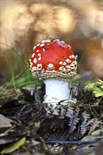 Fairy-tale fly agaric (Amanita muscaria), October, Lusatia, Germany, Europe