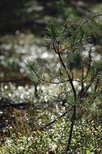 Reforestation, small pine tree, Lusatia, Saxony, Germany, Europe