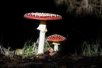 Fairytale toadstools (Amanita muscaria), October, Lusatia, Germany, Europe