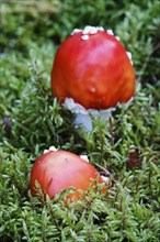 Fairytale toadstools (Amanita muscaria), October, Lusatia, Germany, Europe