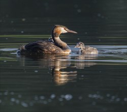 Great crested grebe (Podiceps scalloped ribbonfish) with two young birds swimming on a pond,