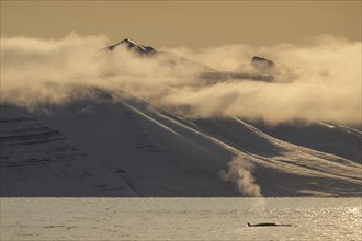 Minke whale (Balaenoptera acutorostrata) with dorsal fin surfacing, blow, snowy mountains,