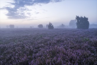 Heath landscape, flowering heather (Calluna vulgaris), morning mist, Lüneburg Heath, Lower Saxony,