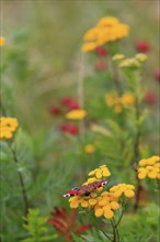 Peacock butterfly, September, Germany, Europe