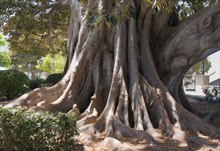 A large tree with impressive roots and dense foliage, rubber tree, Indian rubber tree (Ficus