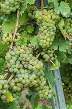 Ripe grapes on a grapevine, Riesling grape, Mosel, Rhineland-Palatinate, Germany, Europe