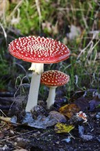 Fairytale toadstools (Amanita muscaria), October, Lusatia, Germany, Europe