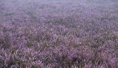 Broom heather (Calluna vulgaris), flowering, morning mist, Lüneburg Heath, Lower Saxony, Germany,