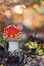 Fairy-tale fly agaric (Amanita muscaria), October, Lusatia, Germany, Europe