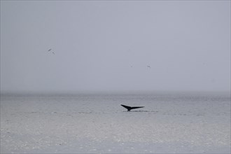 Blue whale (Balaenoptera musculus) raises its tail fin or fluke to dive to feed, Woodfjord,