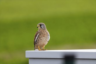 Kestrel (Falco tinnunculus) . Weilheim an der Teck, Baden-Württemberg, Germany, Europe