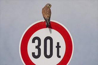 Kestrel (Falco tinnunculus) sitting on a traffic sign. StVO, VZ 262-30, prohibition for vehicles