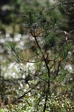 Reforestation, small pine tree, Lusatia, Saxony, Germany, Europe