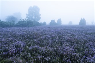 Heath landscape, flowering heather (Calluna vulgaris), morning mist, Lüneburg Heath, Lower Saxony,