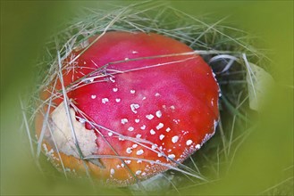 Fairy-tale fly agaric (Amanita muscaria), October, Lusatia, Germany, Europe