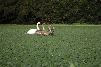 Swans, Upper Lusatian heath and pond landscape, October, Lusatia, Saxony, Germany, Europe