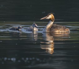 Great crested grebe (Podiceps scalloped ribbonfish) with two young birds swimming on a pond,